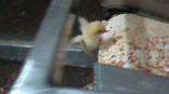 abuso_animal