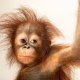 Orangután_a_los_mandos