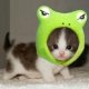 froggykitty