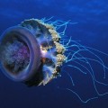 50 impresionantes fotografías submarinas