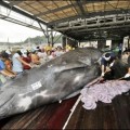 Japón caza 4.700 ballenas para un artículo científico
