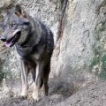 Seprona denuncia a un vecino de Mondoñedo por criar un lobo que encontró