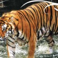 Tigresa mata a otra en el zoo de Madrid delante de visitantes
