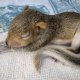 Little_squirrel