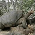 La última tortuga gigante de las Galápagos está perdiendo la esperanza de convertirse en padre
