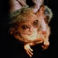 Primate que se creía extinto redescubierto en Indonesia. [ENG]