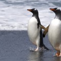 Una pareja de pingüinos gay intenta robar los huevos de otra pareja