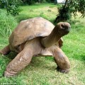 Jonathan, una tortuga de 176 años de edad, es "revelada" como la tortuga más vieja del mundo