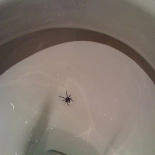 La araña del WC