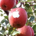 Manzanas Apple