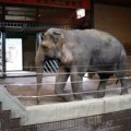 La vida en el zoo reduce entre dos y tres veces la esperanza de vida de los elefantes