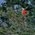La mujer que subió a un árbol para evitar su tala y no bajó en dos años