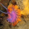 La increíble belleza de los Nudibranquios