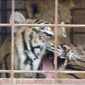 Ecologistas en Acción pide a los ciudadanos no ir a circos que usen animales