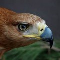 Hallan águilas imperiales muertas por cebos envenenados