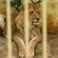 Los animales del zoo de Sofía gravemente afectados por el corte de gas ruso [ENG]