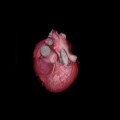 Descubren el mecanismo que provoca los latidos del corazón