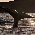 Juristas australianos concluyen que la caza de ballenas en la Antártida es ilegal