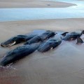 Mueren 48 ballenas varadas frente a la costa de Tasmania