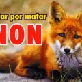 Matan 43 zorros a pesar de las protestas ecologistas