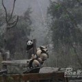 Imágenes de pandas supervivientes del terremoto de China