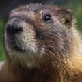 Canal+ DCine emite 'Atrapado en el tiempo' ("El día de la marmota") durante todo el día