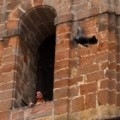 Un pueblo de Jaén vuelve a tirar a una pava desde el campanario de la iglesia