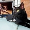 Gatos Negros para promocionar F.E.A.R. 2