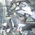 Pescan tiburones, les cortan las aletas y los devuelven moribundos al mar