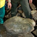 Hallada en Asturias la mayor huella de estegosaurio conocida hasta la fecha