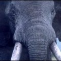 Esperanza para los elefantes perdidos