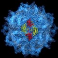 Consiguen una 'foto' de los cinco millones de átomos que rodean a un virus