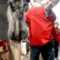 Capturan una rata gigante en China