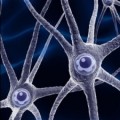 Expertos descubren cómo activar las reservas neuronales del cerebro tras un derrame cerebral