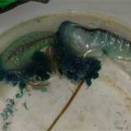 Encuentran en Málaga dos medusas atlánticas con un veneno similar al de una serpiente cobra