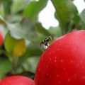 La introducción de la manzana por el hombre en Norteamérica, ha creado una nueva raza de mosca en sólo 250 años