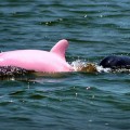 Un delfín rosado aparece en un lago de Estados Unidos