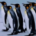 Desciende un 40% la población de pingüinos en la Antártida