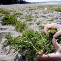 Un manto de hierba invade las playas gallegas
