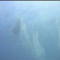 El vuelo de la manta raya, visto desde debajo del agua