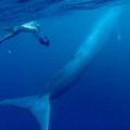 Capturan la foto y video de una ballena azul bebé por primera vez [Eng]