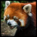 Fotos de pandas rojos también conocidos como "Firefox" o panda menor