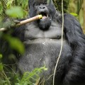 Fotografían gorilas emborrachándose en su hábitat natural