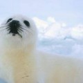 ¡Victoria para las focas, España votó a favor de la prohibición!