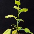 Proteína Anti-VIH hecha con plantas