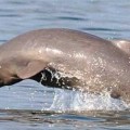 Descubren extraños delfines en la profundidad de la selva de Bangladesh