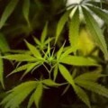 Científicos españoles descubren cómo la marihuana tiene efectos antitumorales