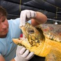El curioso caso de la tortuga que nadó hacia el único lugar en el mundo que la podía curar