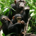Los chimpancés cambian carne por sexo