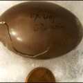 Una jubilada inglesa encuentra por casualidad 'el huevo de Darwin' en un museo